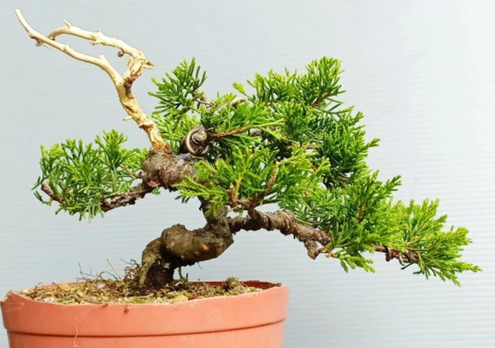 盆景養護方法 盆景養護方法