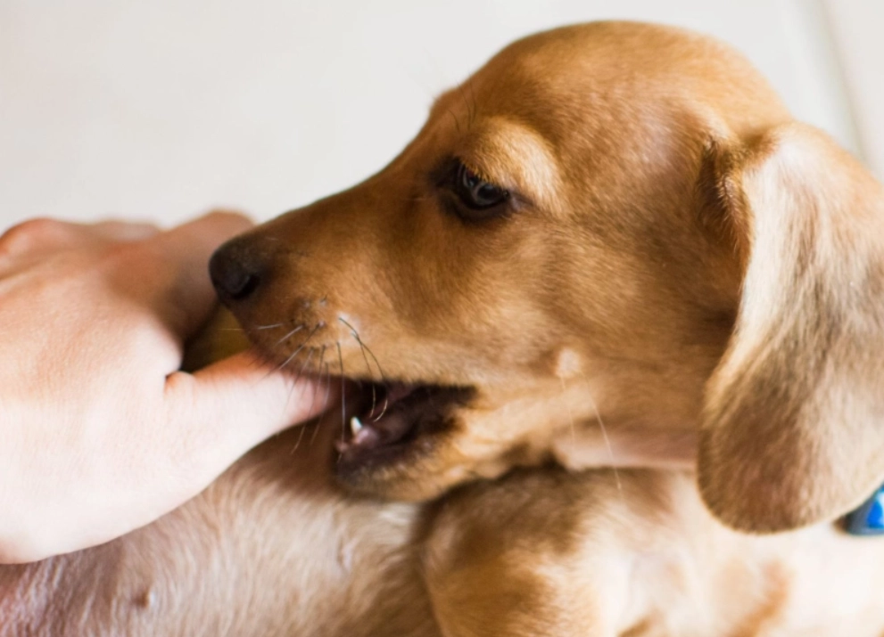 夢見狗咬手 夢見狗咬手