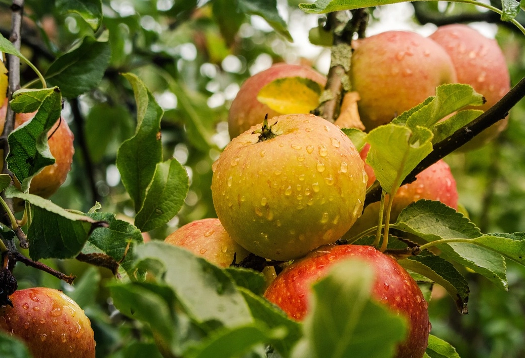 蘋果樹養護 蘋果樹養護