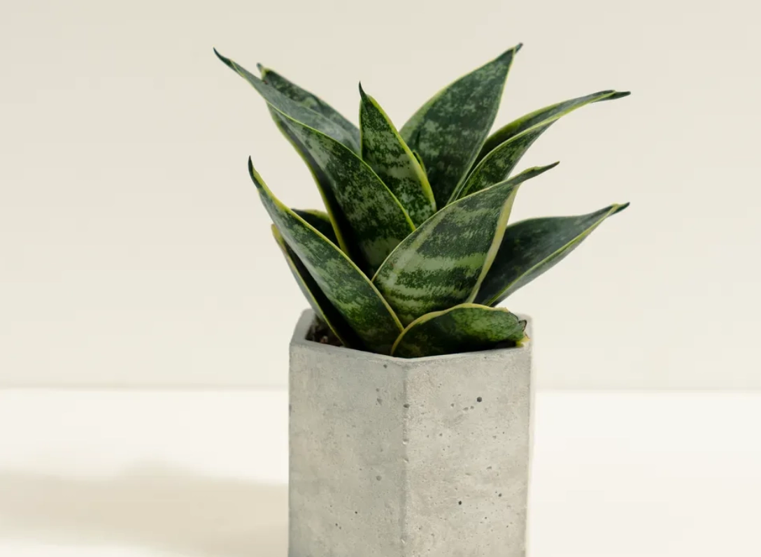 低光照植物 低光照植物