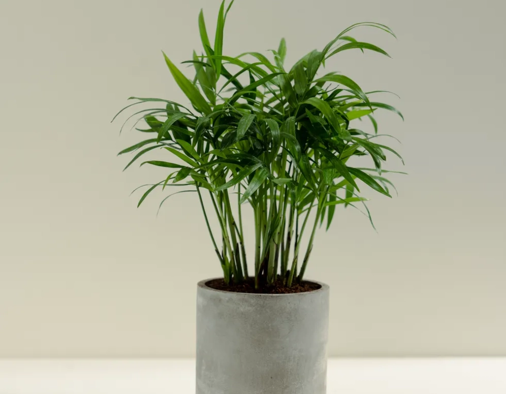 室內植物推薦 室內植物推薦