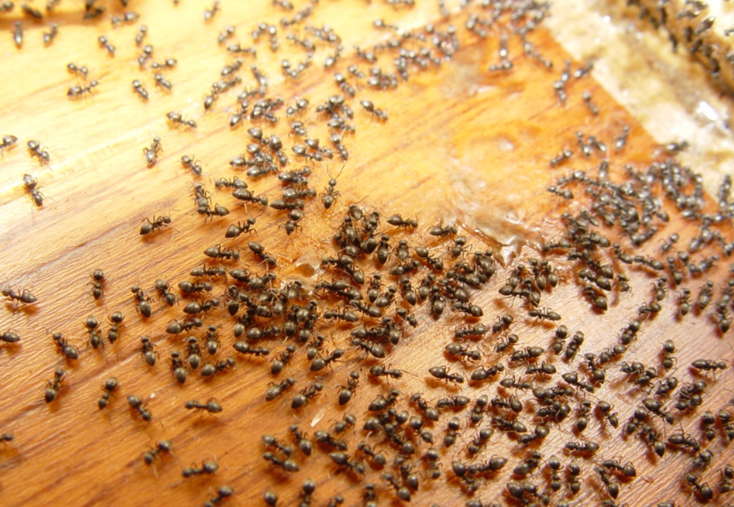 螞蟻夢境解析 螞蟻夢境解析