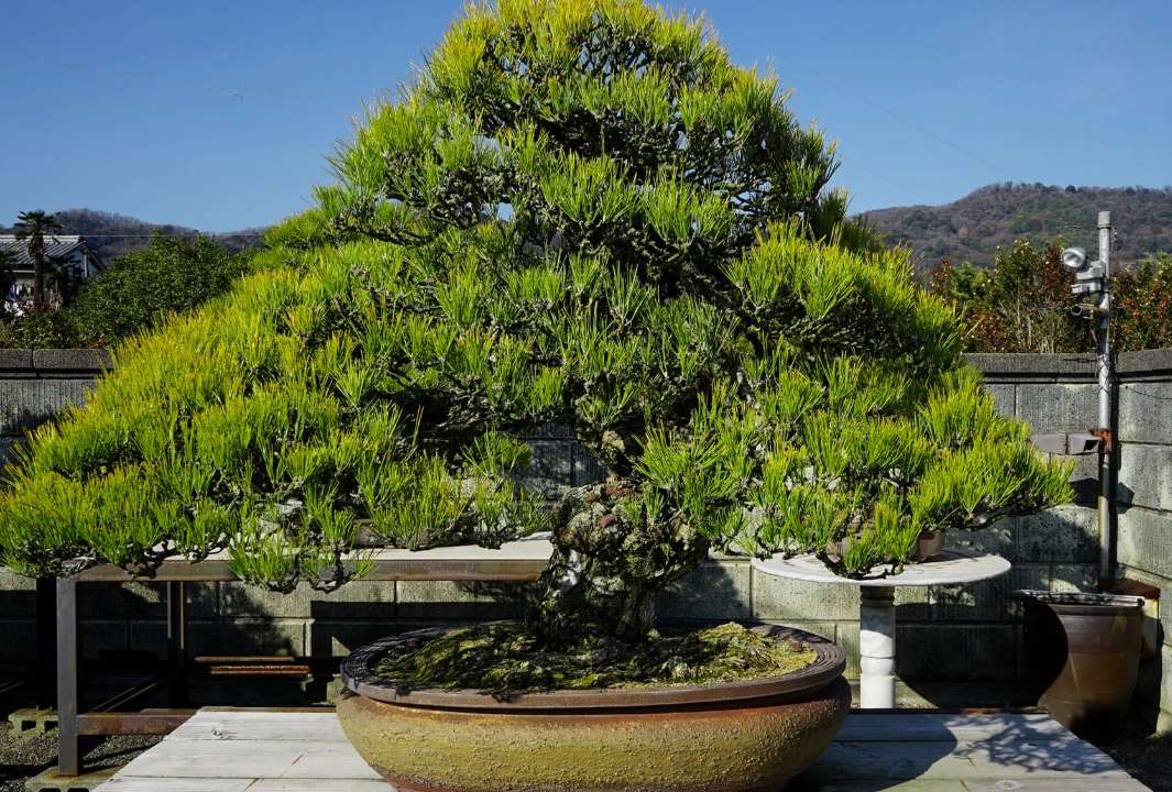 松樹日照需求 松樹日照需求