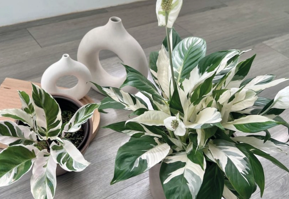 耐陰室內植物 耐陰室內植物