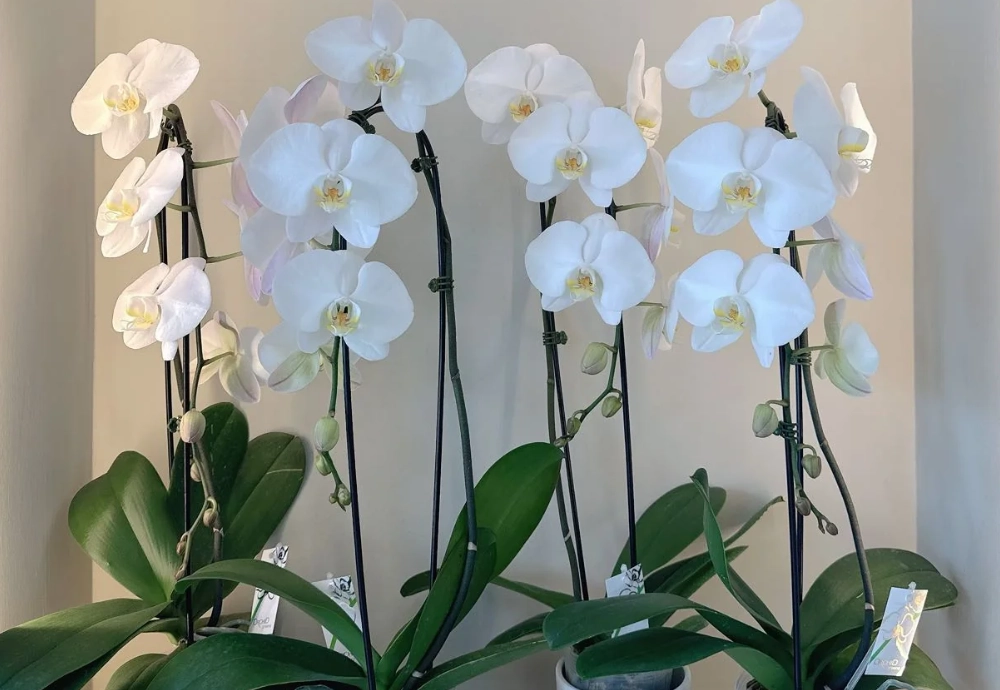 蘭花不開花原因