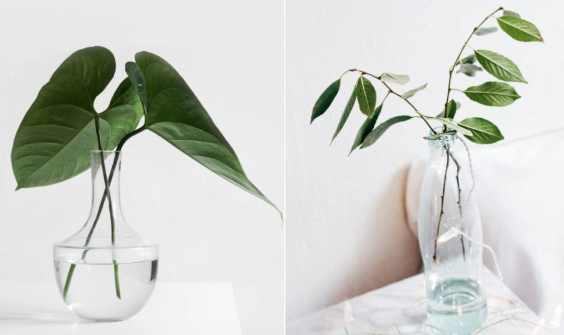 水培植物 水培植物