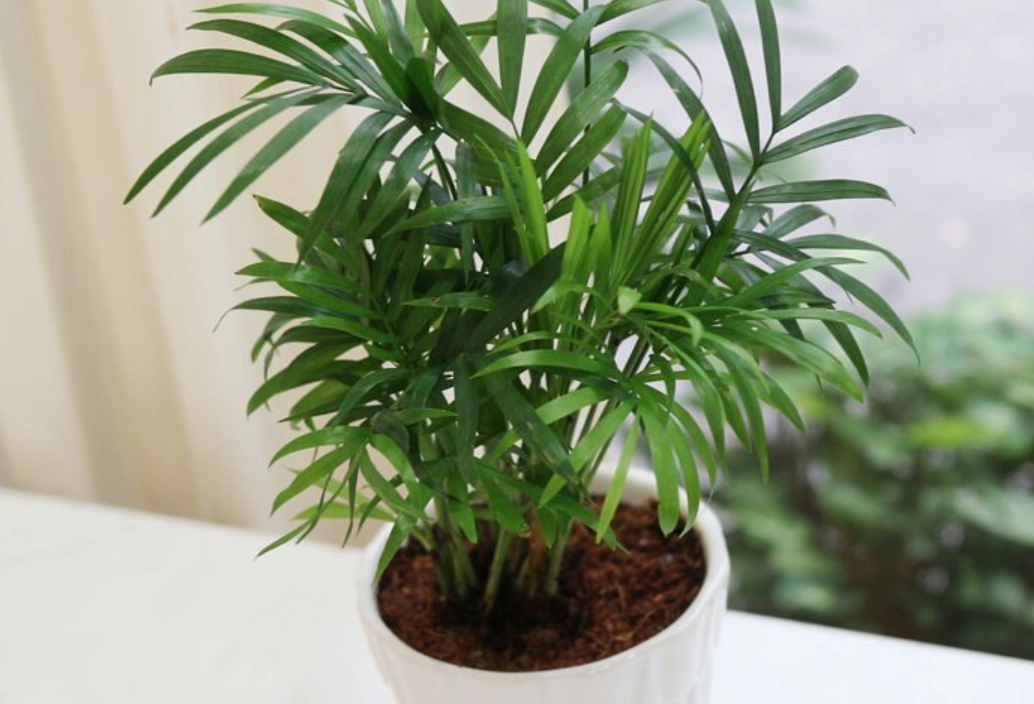 袖珍椰子 廁所 袖珍椰子 廁所