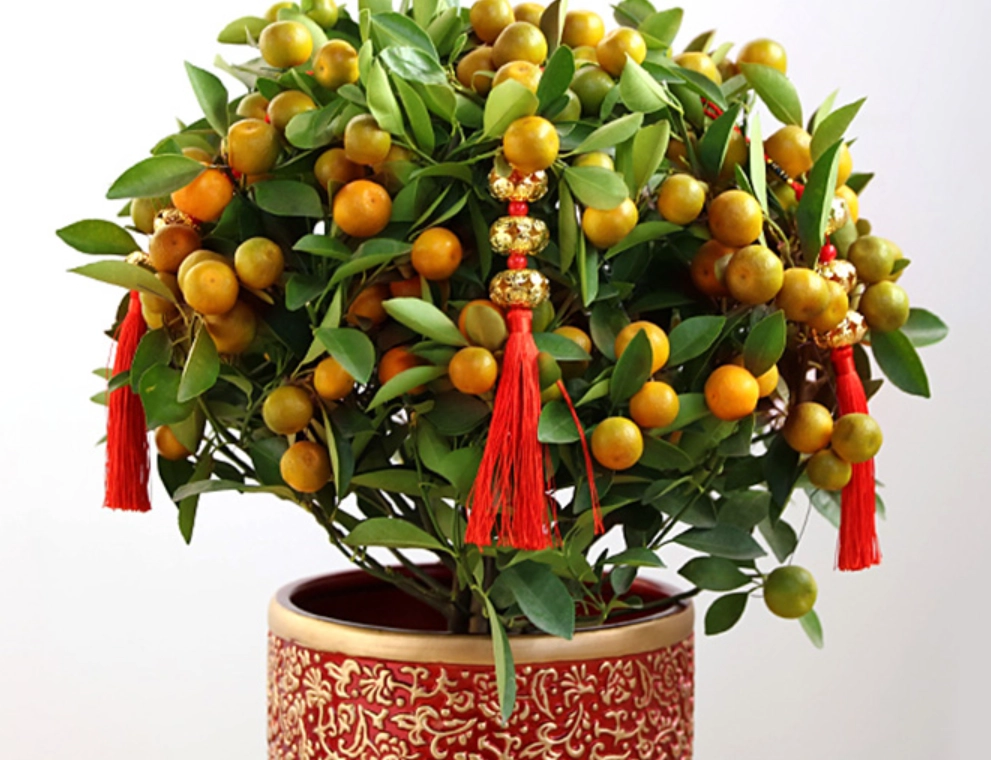 金桔盆栽照顧 金桔盆栽照顧