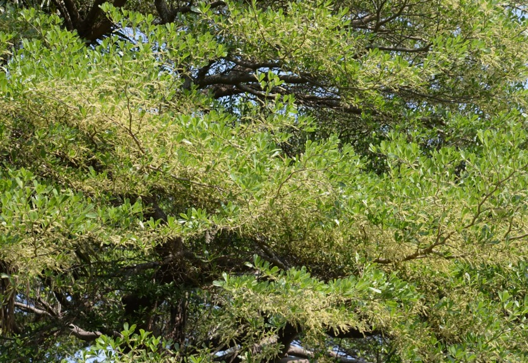 小葉欖仁開花地點