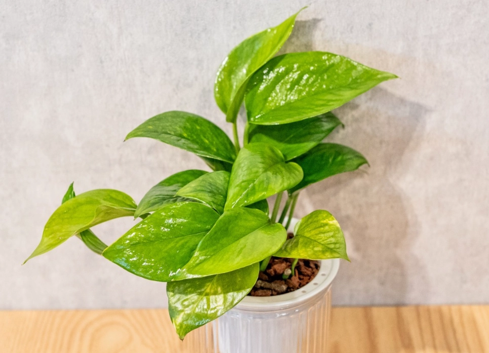 黃金葛 清潔 用途 黃金葛 清潔 用途