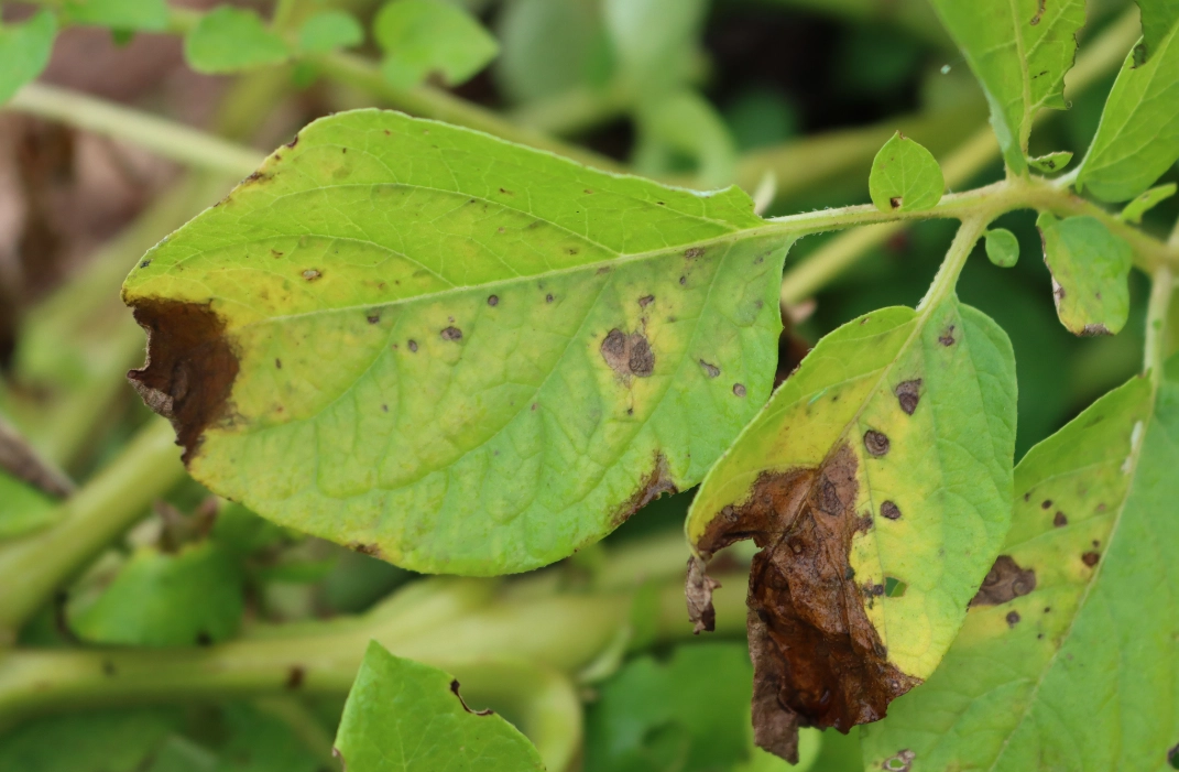 炭疽病防治 炭疽病防治