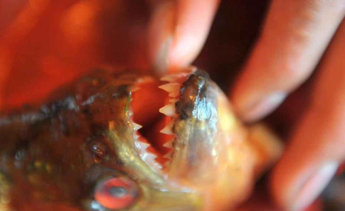 魚咬手夢境心理學 魚咬手夢境心理學