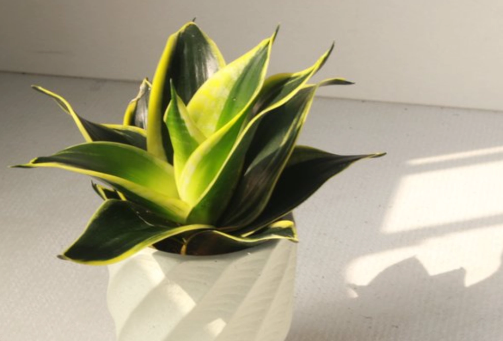 耐陰植物 耐陰植物