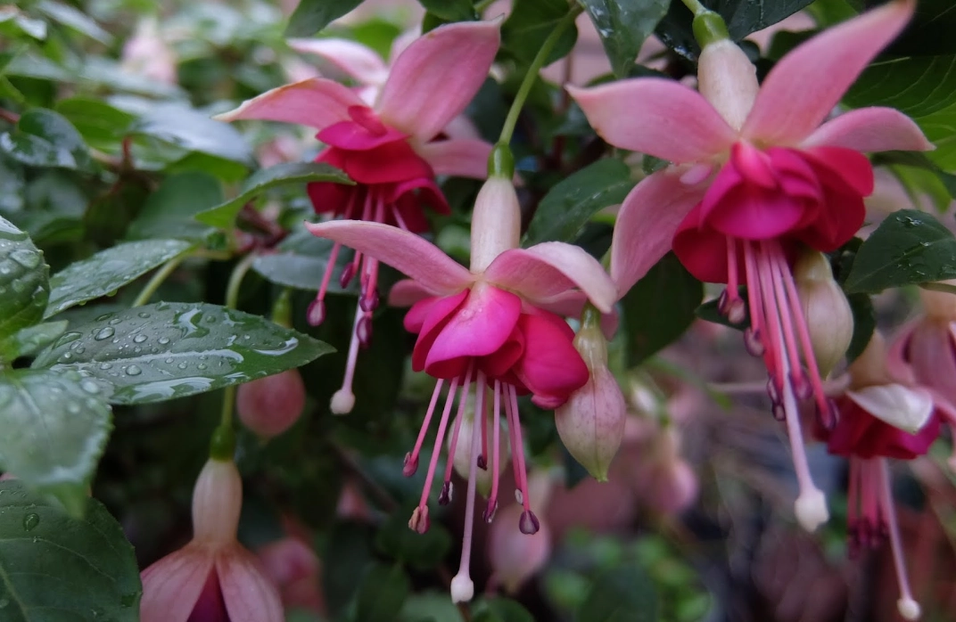 吊鐘花 枯萎 原因