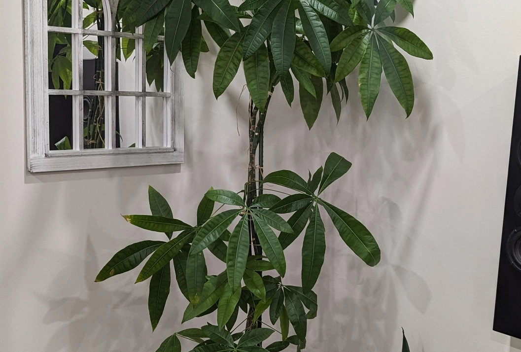 發財樹修剪時機