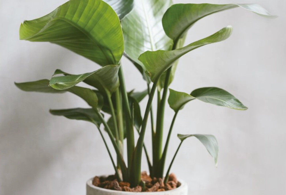 室內植物溫度控制