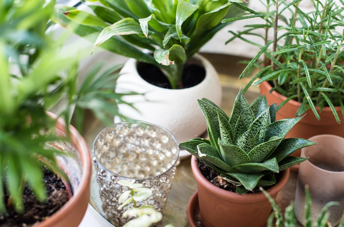 耐陰植物 耐陰植物