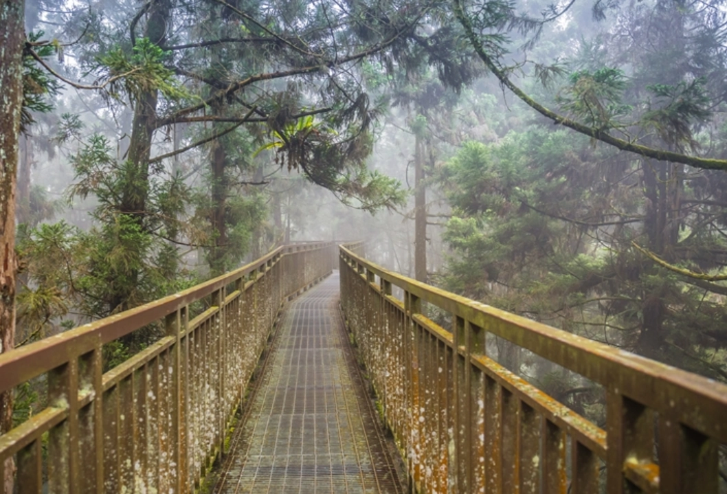 台灣松樹景點 台灣松樹景點