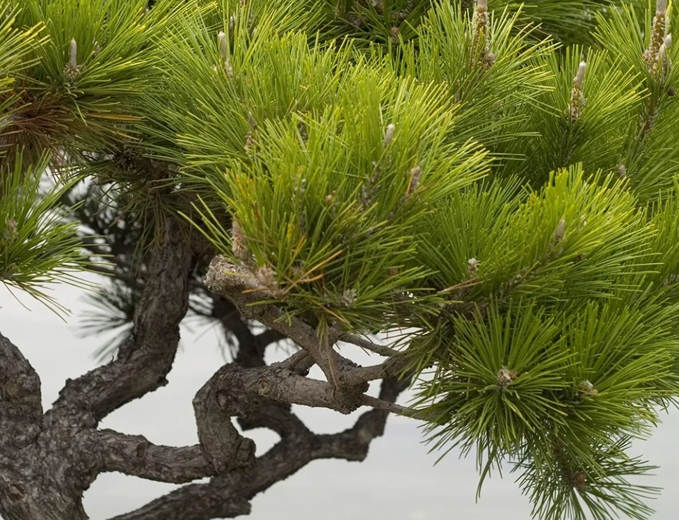 松樹養護技巧 松樹養護技巧