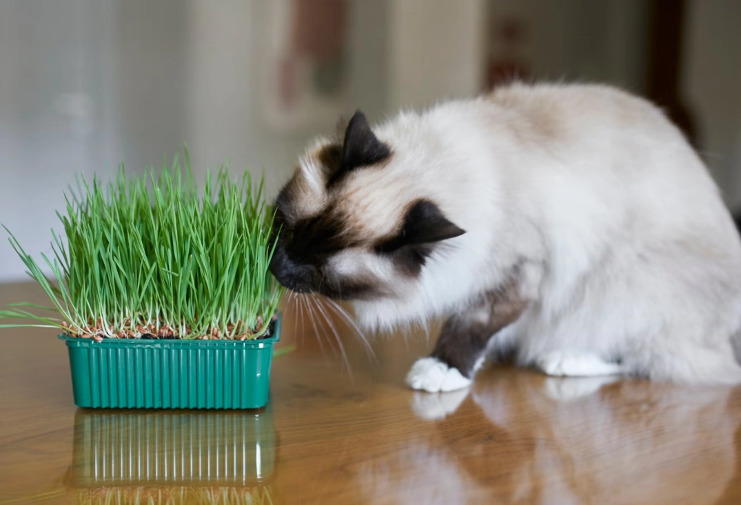 貓有毒植物 貓有毒植物