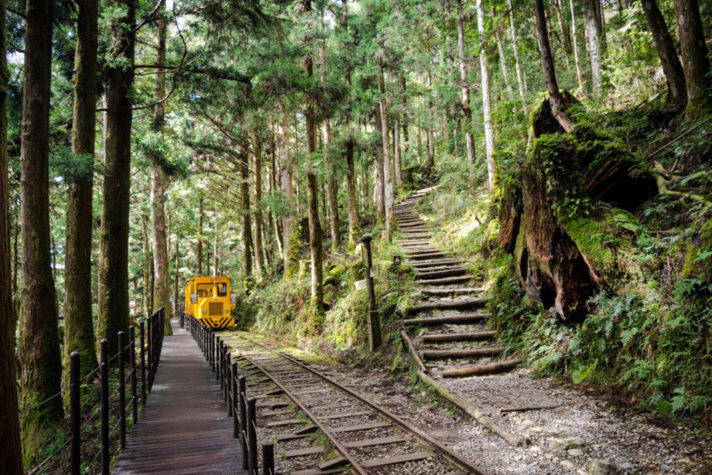 松樹養護技巧 松樹養護技巧