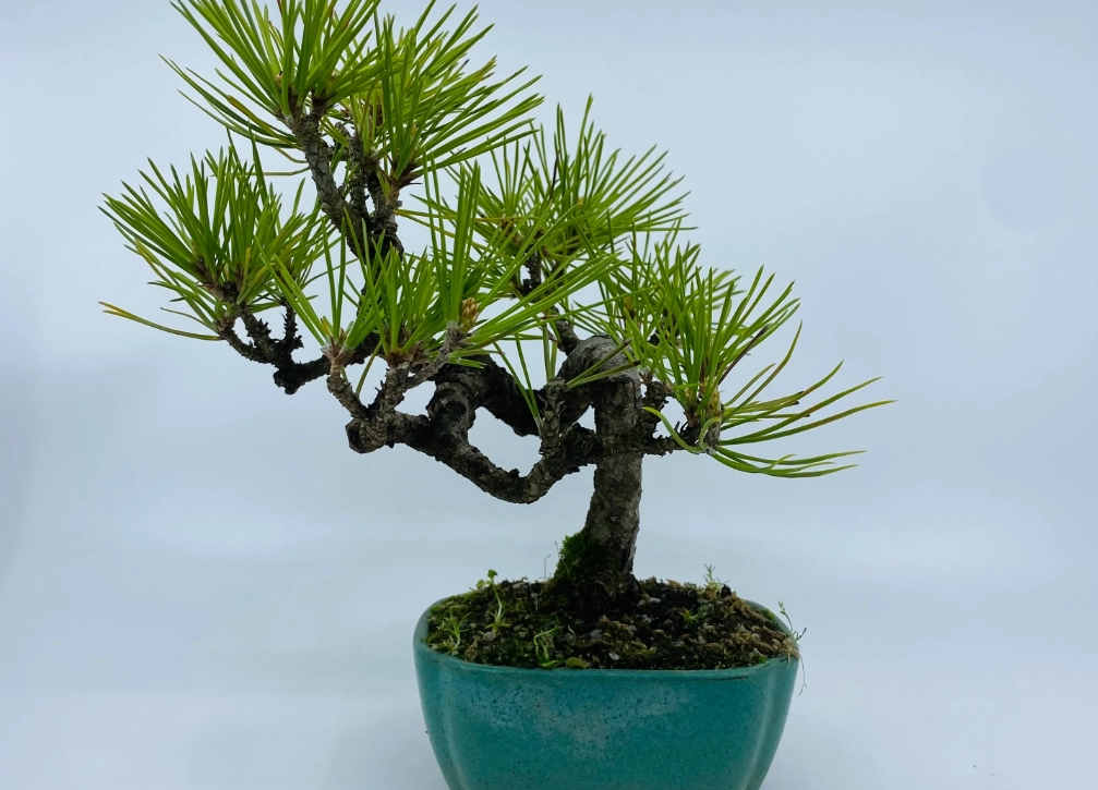 松樹日照需求 松樹日照需求