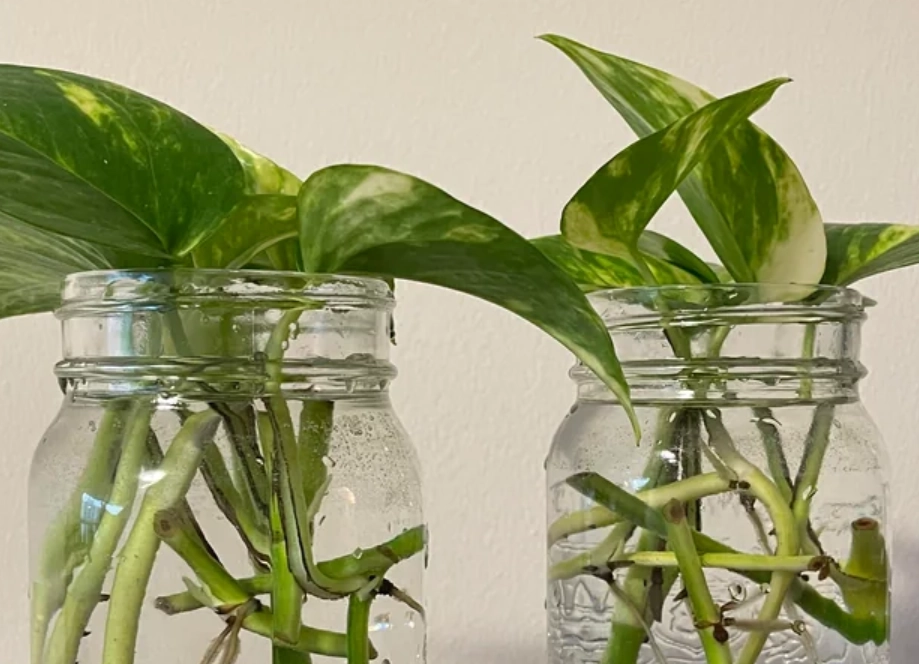 水培植物 水培植物