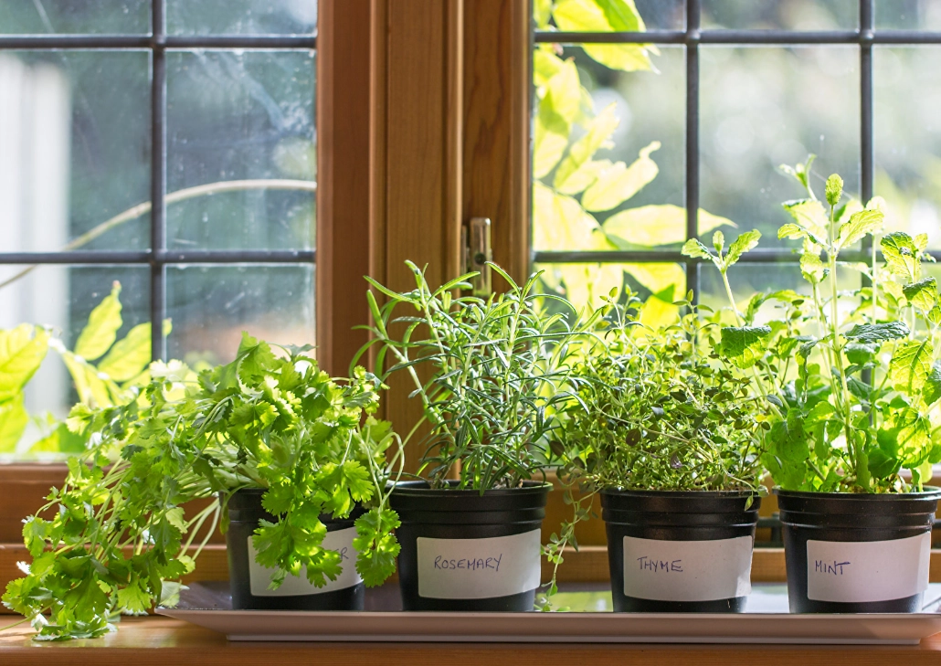台灣香草植物種植 台灣香草植物種植