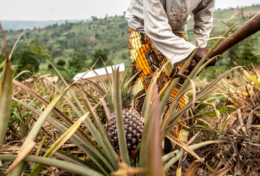 菠蘿種植季節 菠蘿種植季節