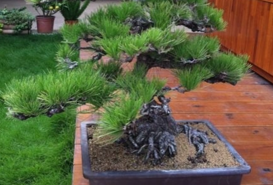 台灣松樹景點 台灣松樹景點