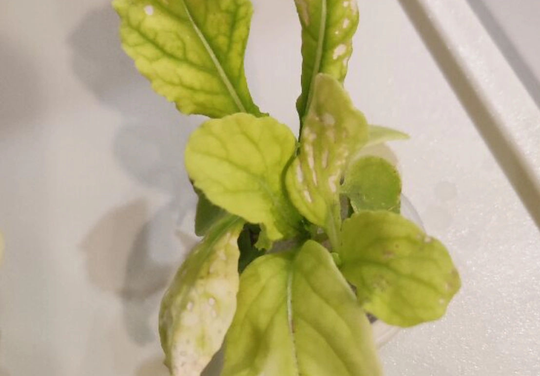 青菜變黃處理 青菜變黃處理