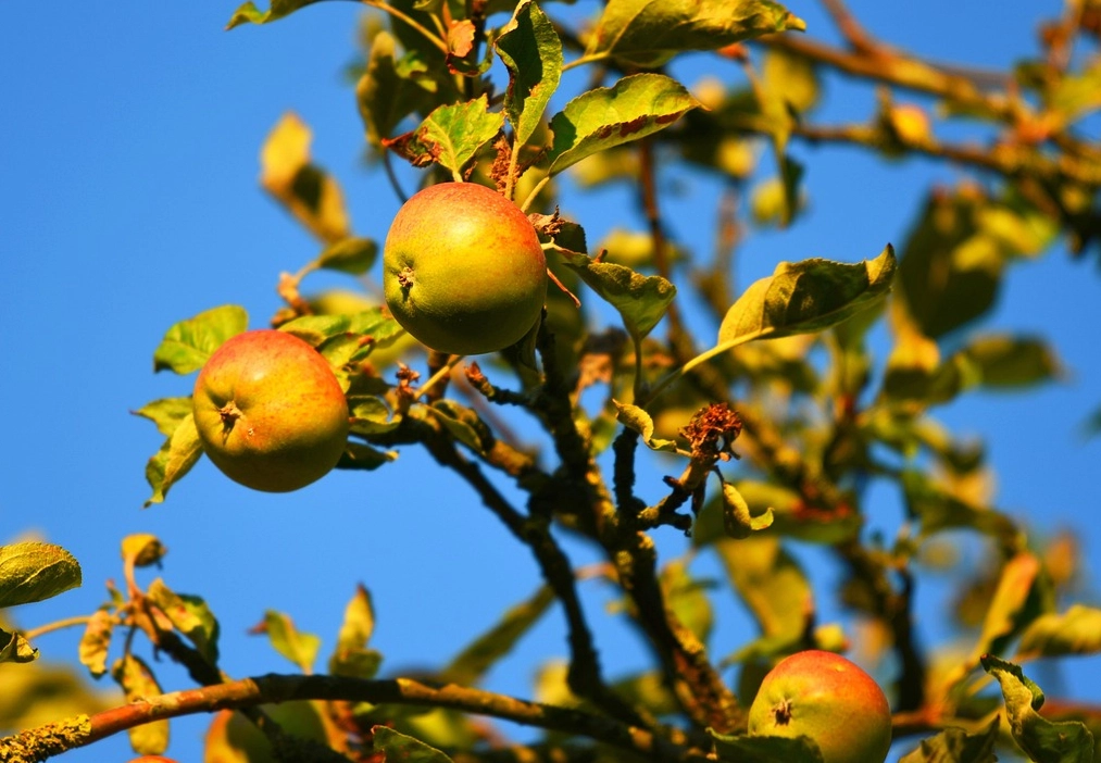 蘋果葉子照顧 蘋果葉子照顧