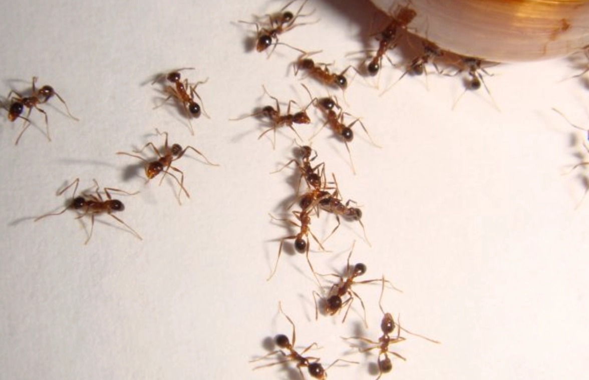 螞蟻夢境解析 螞蟻夢境解析