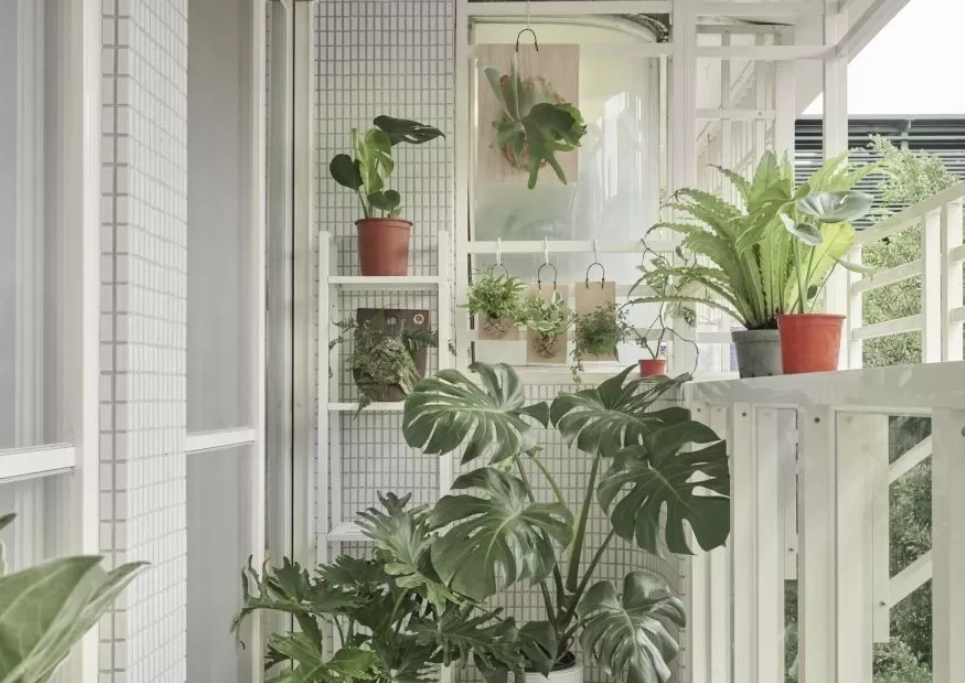 室內植物照顧 室內植物照顧