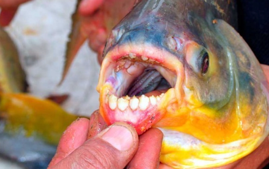 夢見被魚咬手解夢 夢見被魚咬手解夢