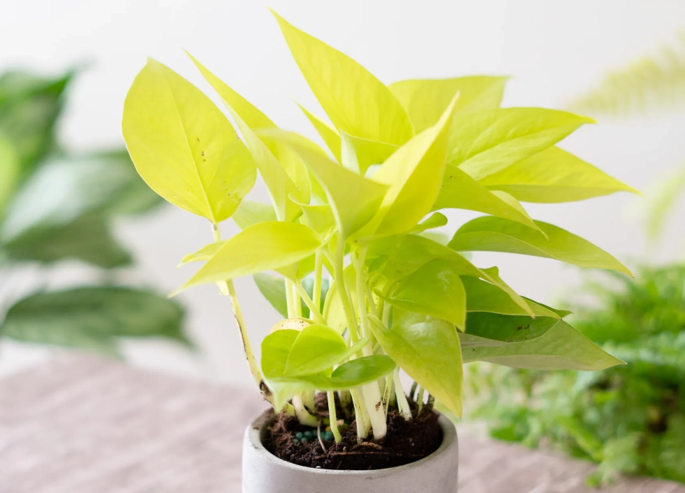 黃金葛 汁液 有毒 黃金葛 汁液 有毒