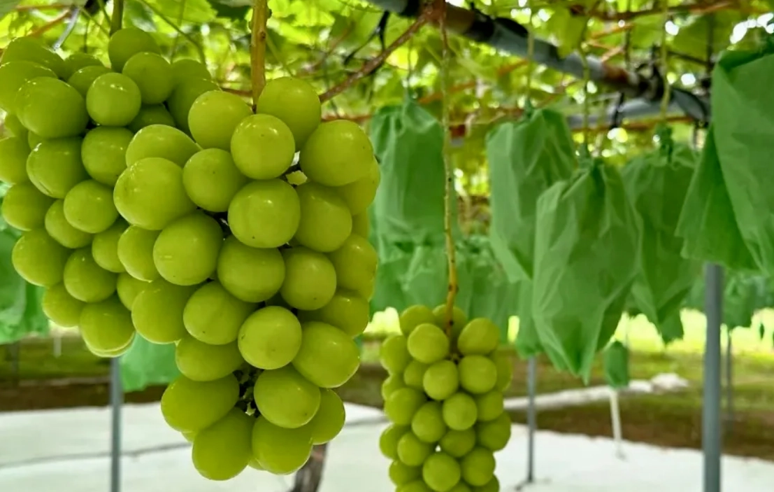 麝香葡萄種植