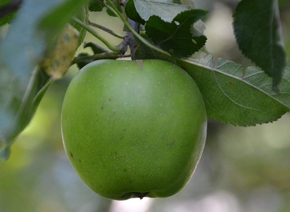 蘋果葉子變黃 蘋果葉子變黃