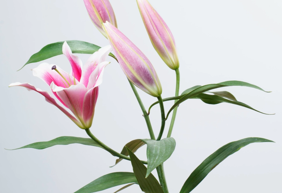 貓安全植物 貓安全植物