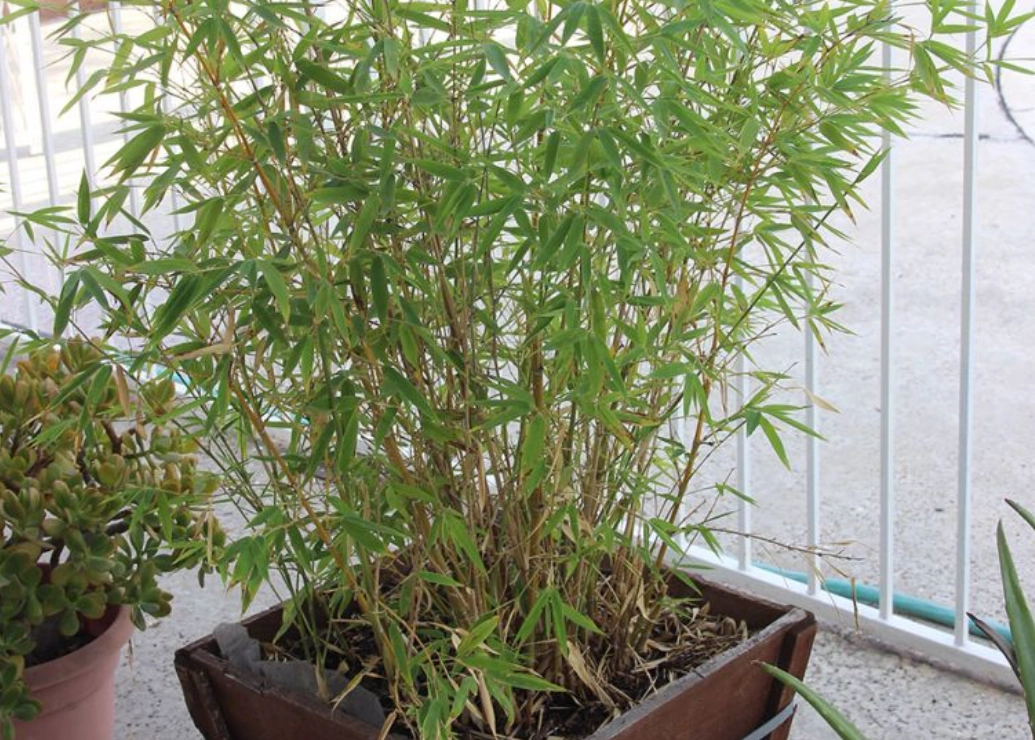 台灣竹樹品種 台灣竹樹品種