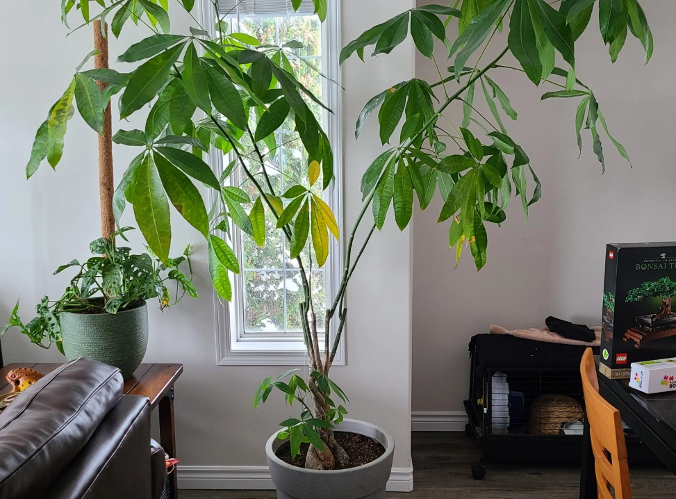 發財樹修剪方法