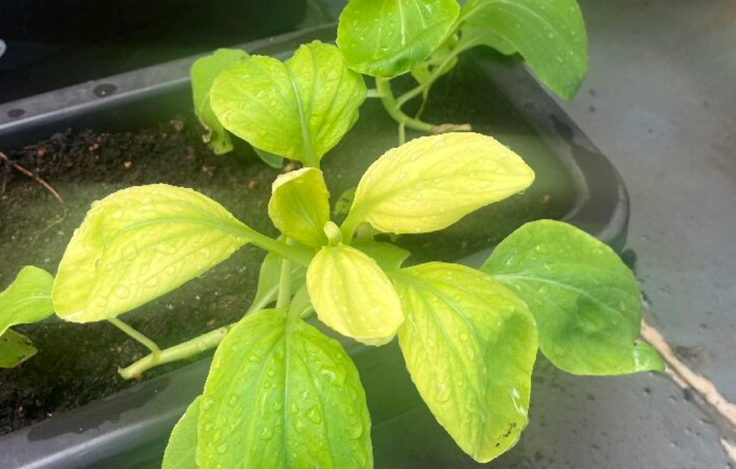 青菜保存 青菜保存