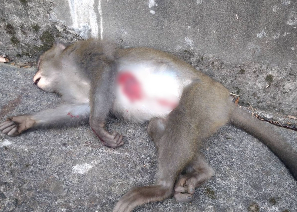 夢境解析 夢境解析