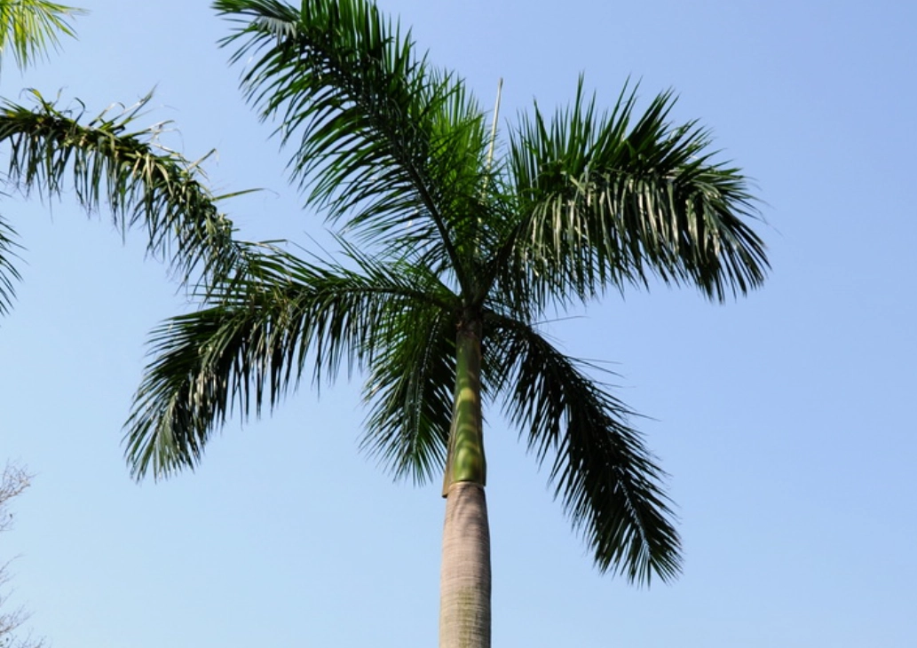 椰子樹修剪方法