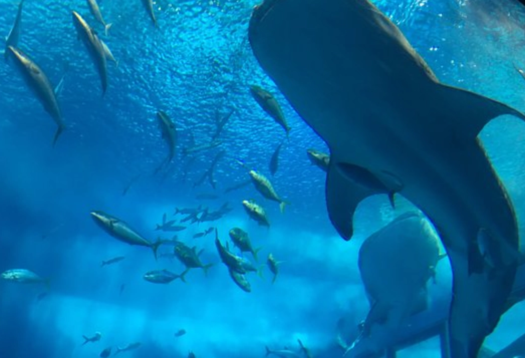 夢見魚吃魚 解夢 夢見魚吃魚 解夢