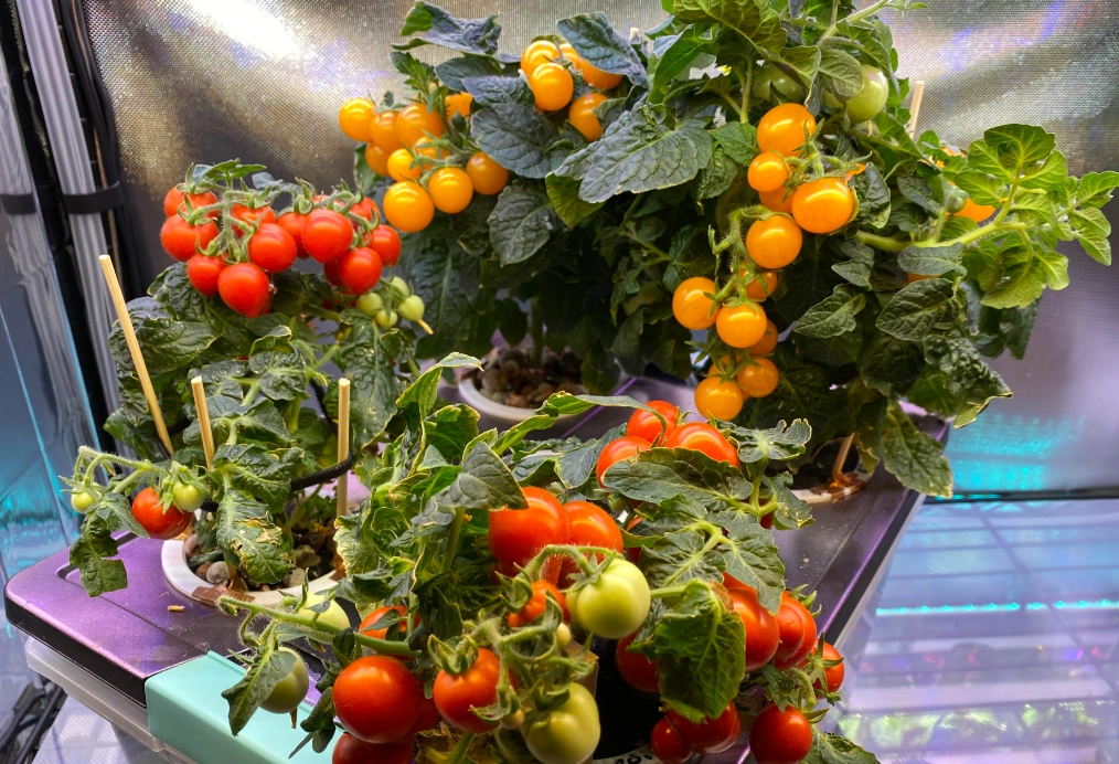 陽台種番茄 陽台種番茄