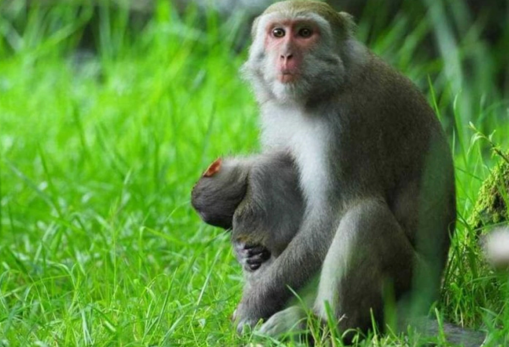 夢境解析 夢境解析