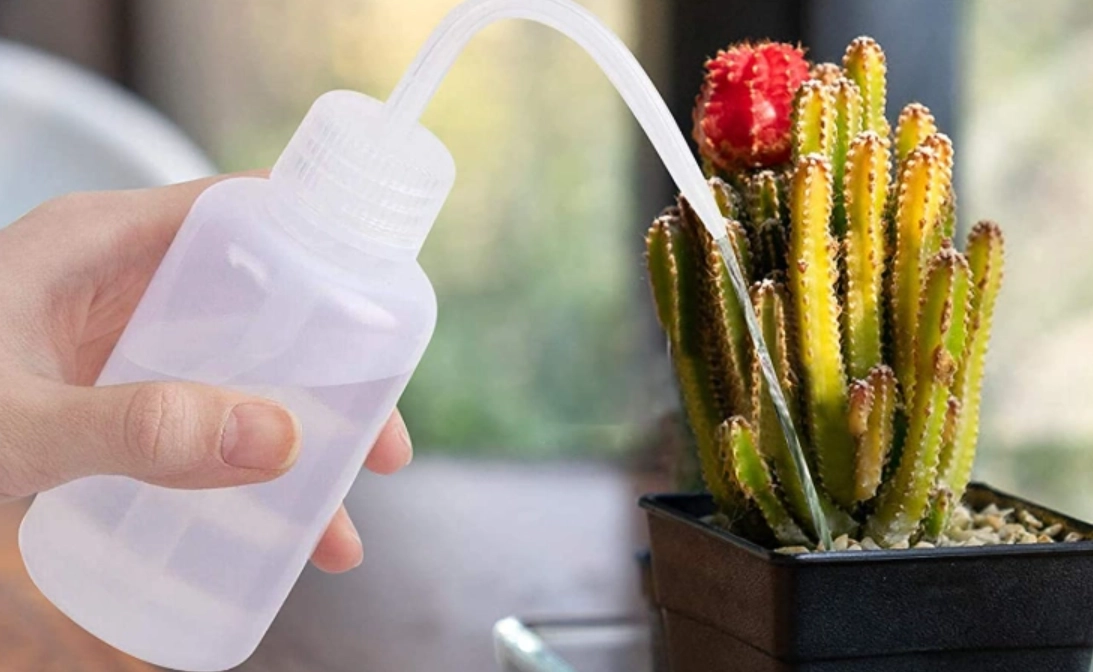 多肉植物澆水頻率