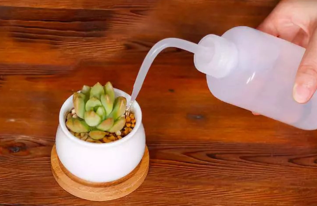 多肉植物澆水頻率