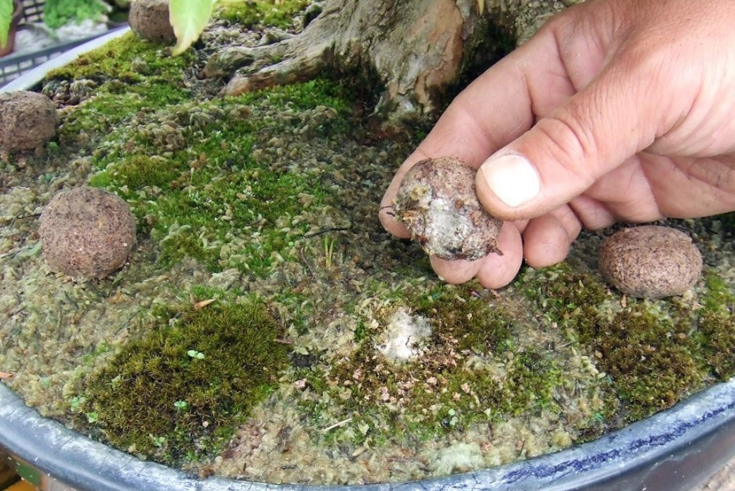 有機肥料 有機肥料